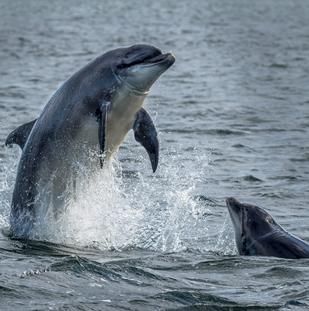 Dolphins surfacing in the sea